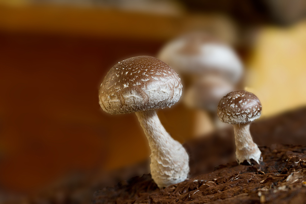 Lentinula edodes - Lentin du Chêne.jpg