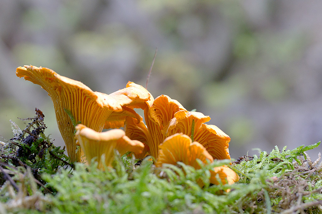 Cantharellus cibarius - girolle.jpg