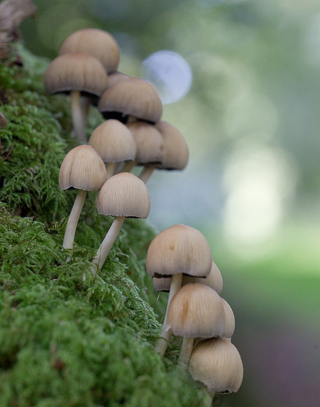 Coprinellus domesticus.jpg