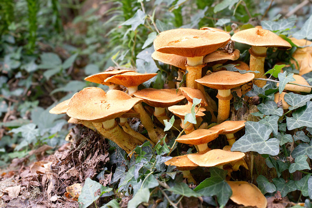 Gymnopilus spectabilis - gymnopile remarquable.jpg