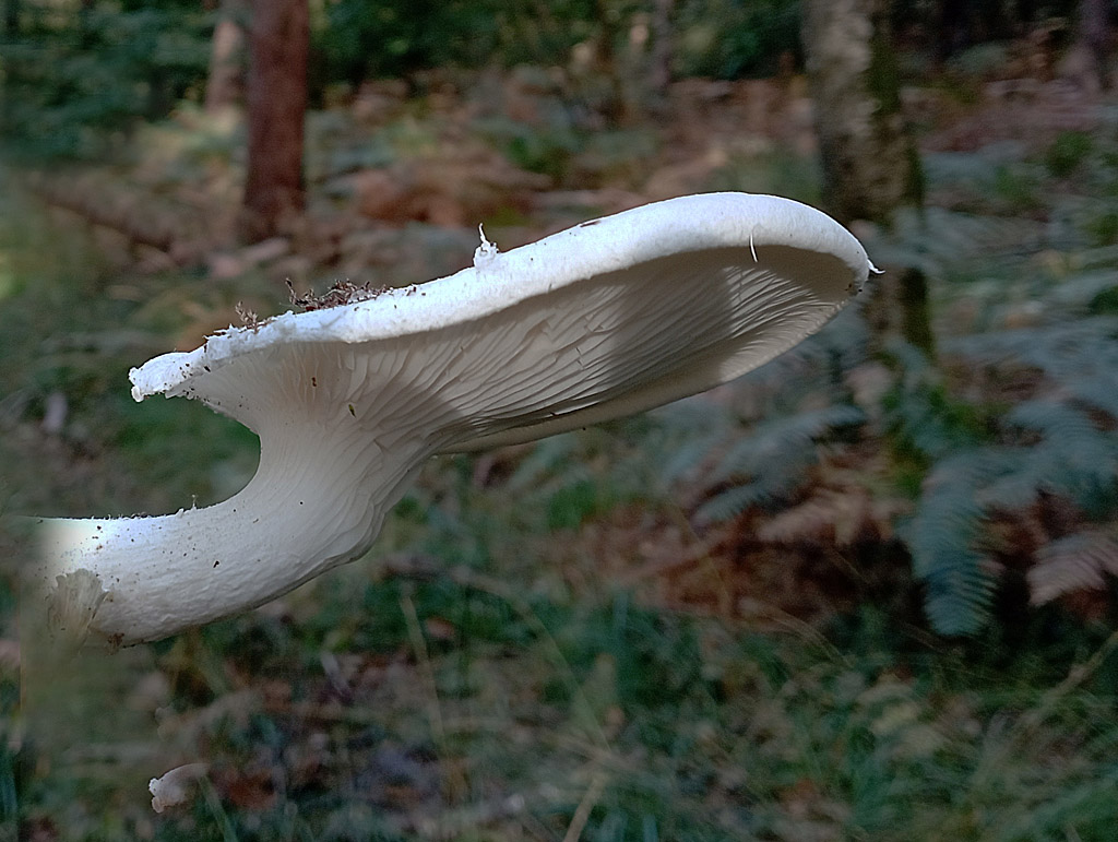 Pleurotus dryinus - pleurote voilé.jpg