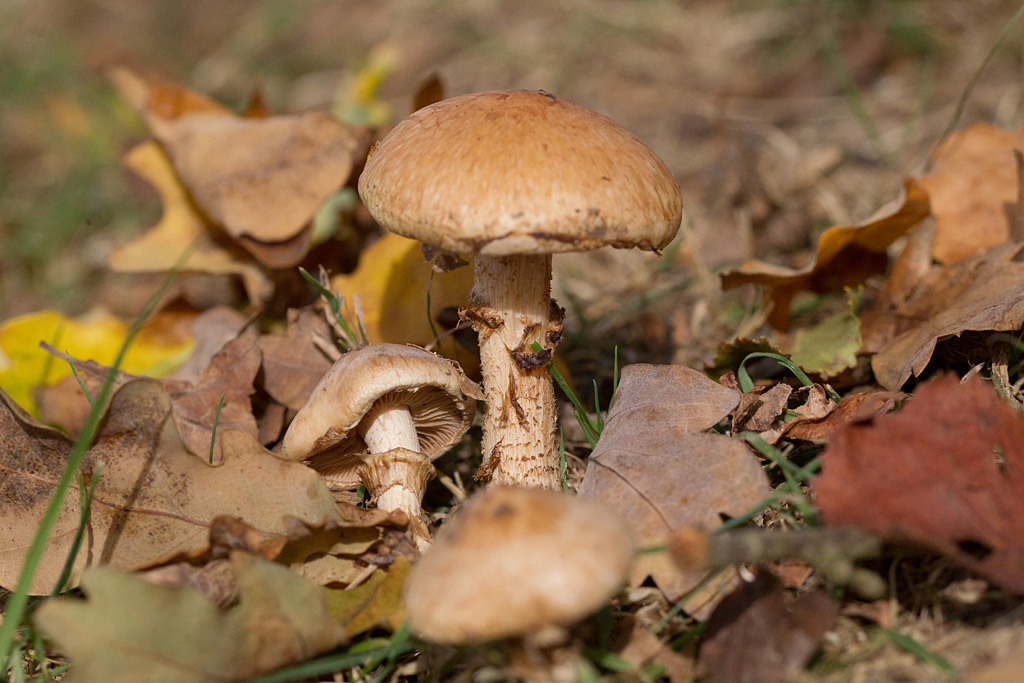 Hebeloma radicosum.jpg