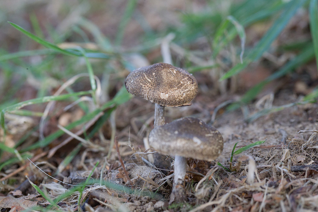 Lepiota grangei.jpg