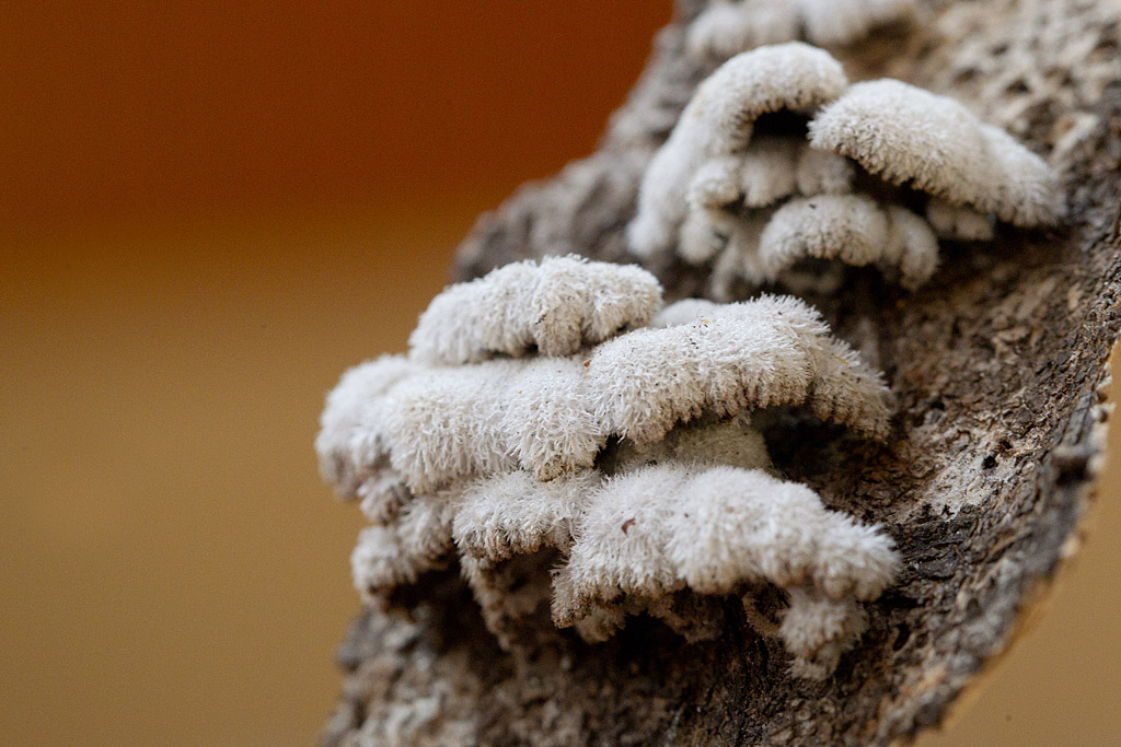 Schizophyllum commune - schizophylle commun.jpg