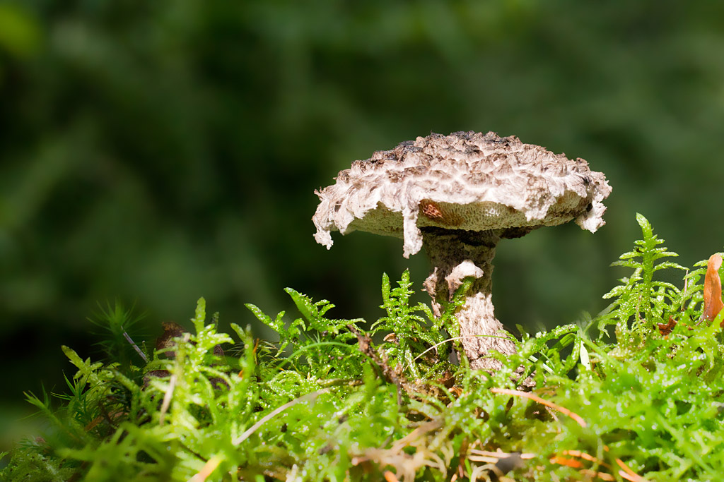 Strobilomyces strobilaceus - Bolet pomme de pin.jpg
