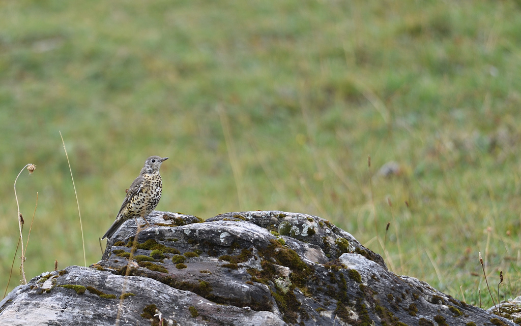 DS5_0565.jpg