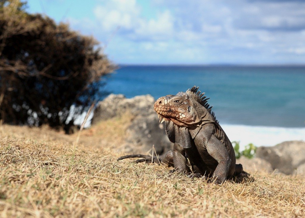 l'iguane.jpg