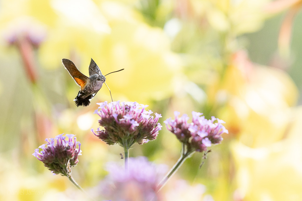 Image et Nature-1-51.jpg
