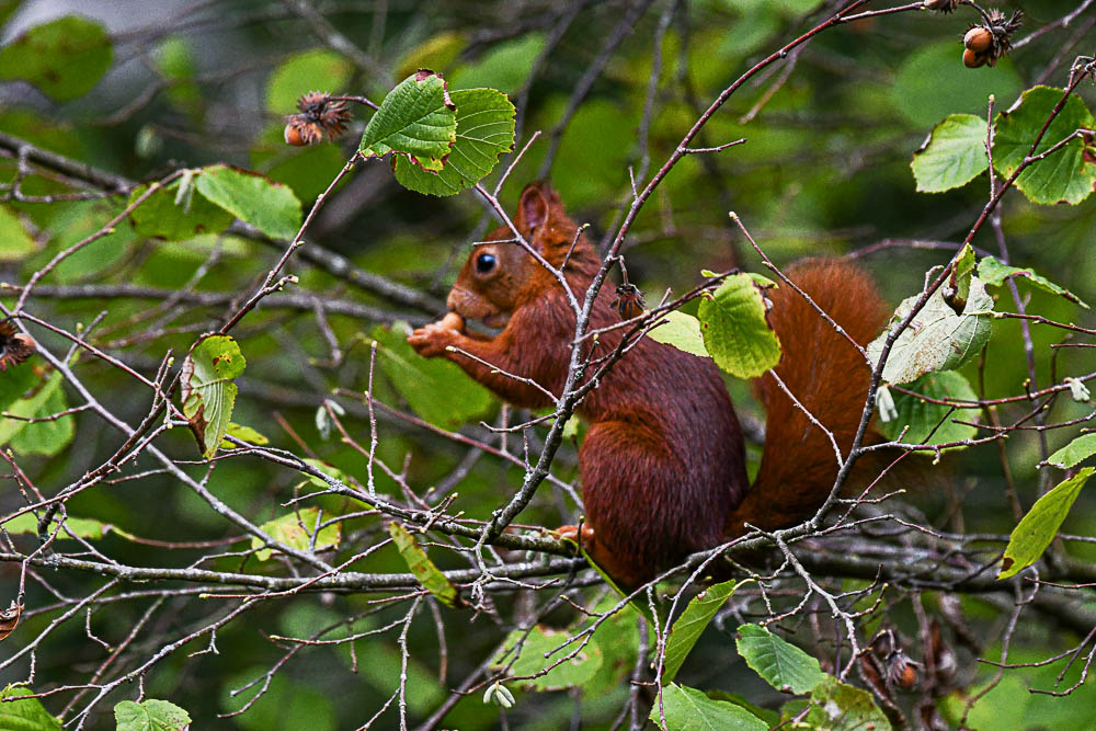 écureuil roux-2.jpg