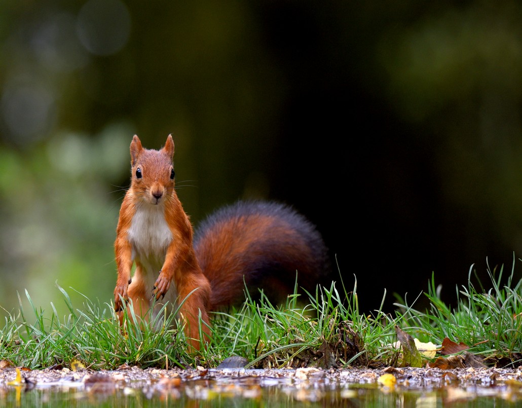 DSC_9260c.JPG