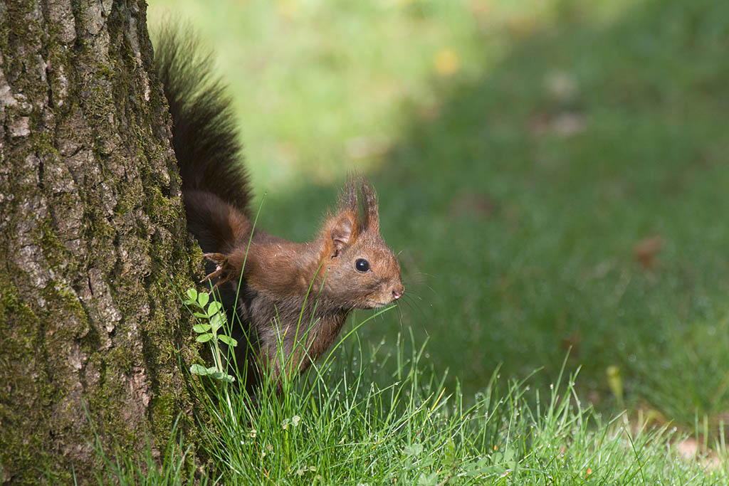 IMGP5109-IN.jpg