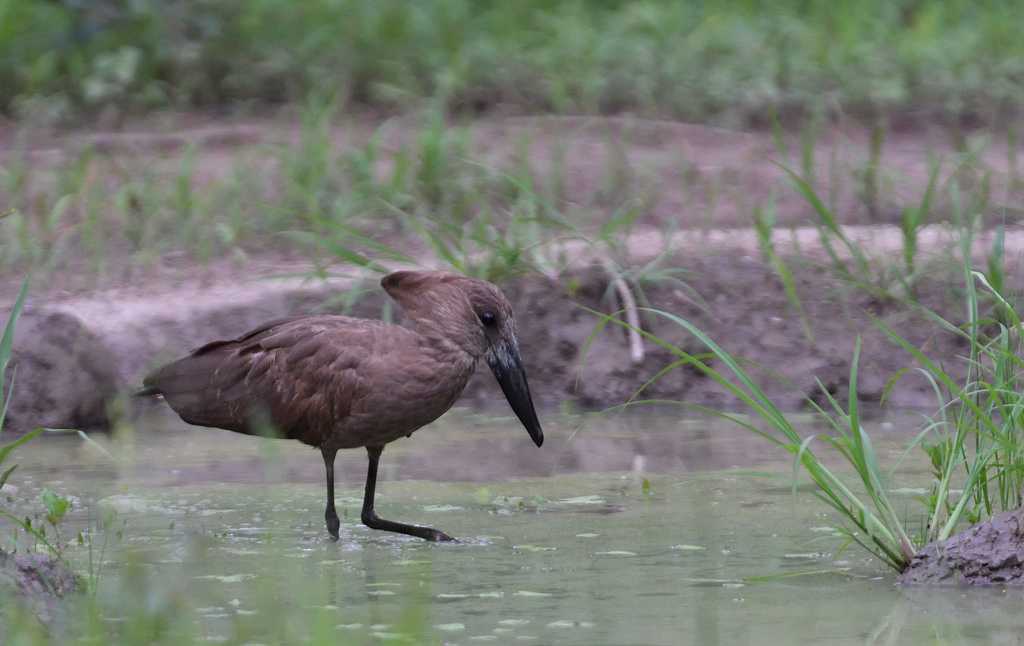 DS5_9628.jpg