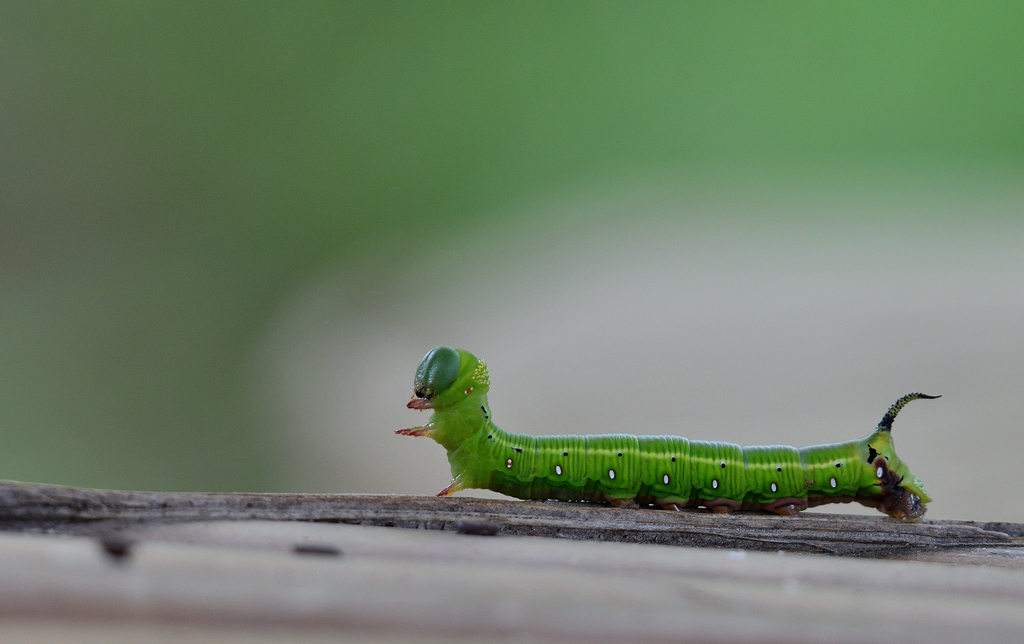 DSC_8056.jpg