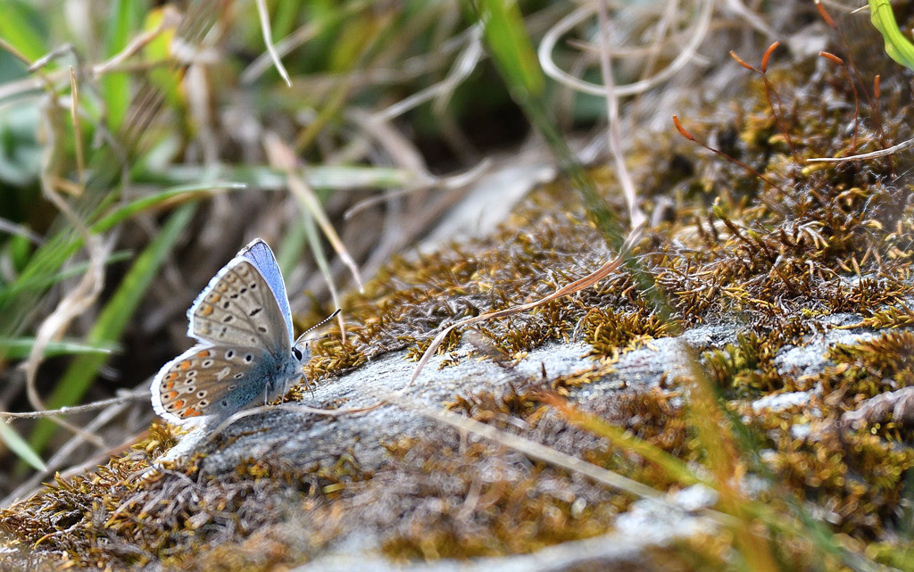 DSC_9228.jpg