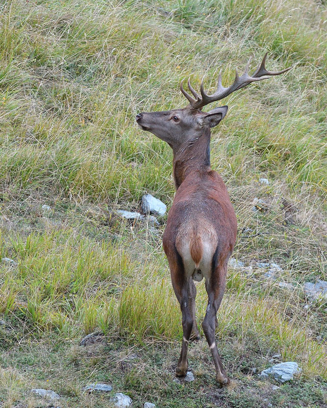 DSC_9251.jpg