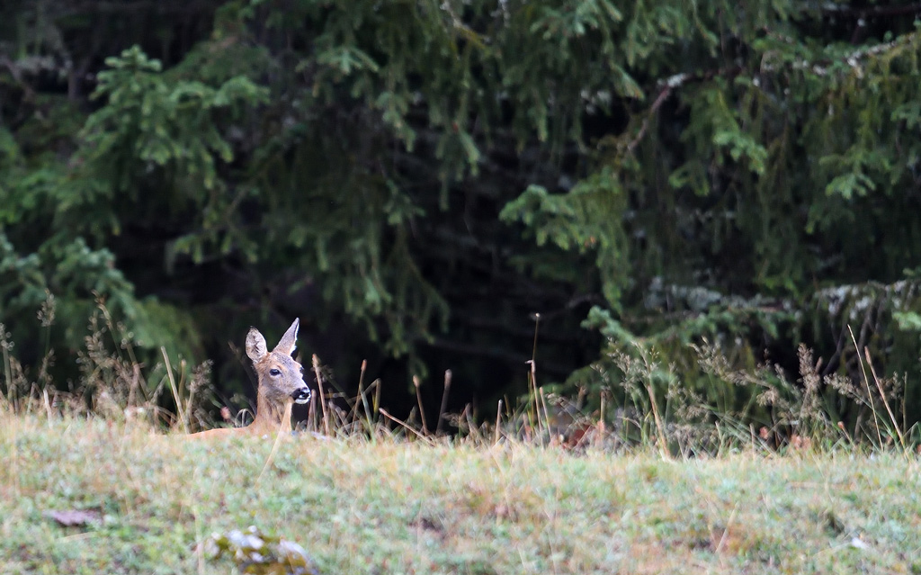 DS5_0837.jpg