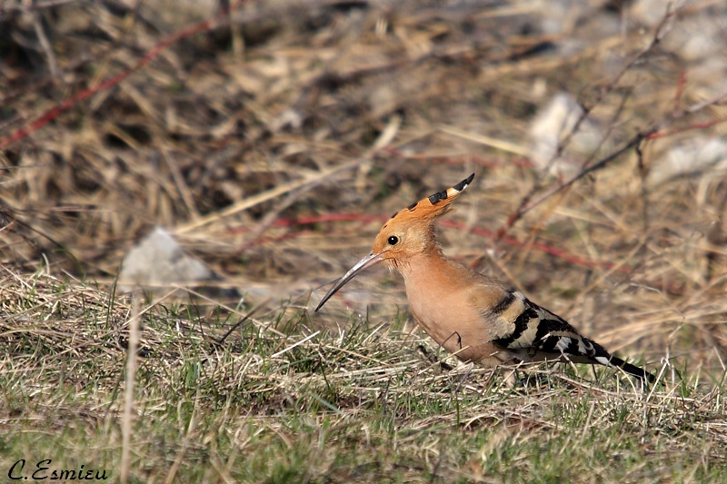 _MG_7309.jpg