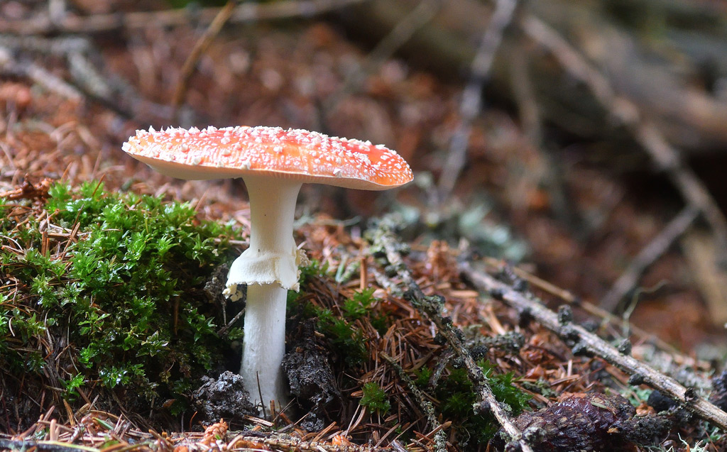 DSC_9267.jpg