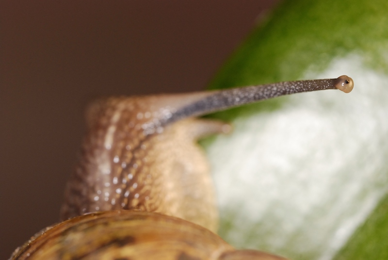 escargot0006.jpg