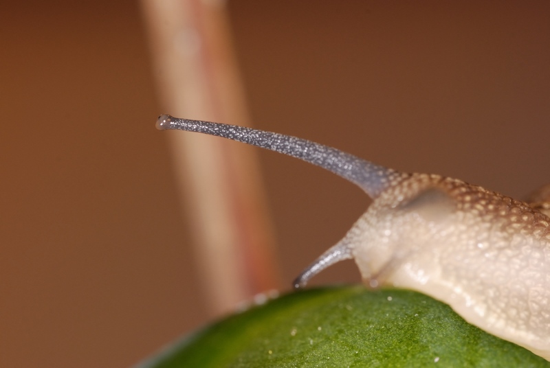escargot0008.jpg
