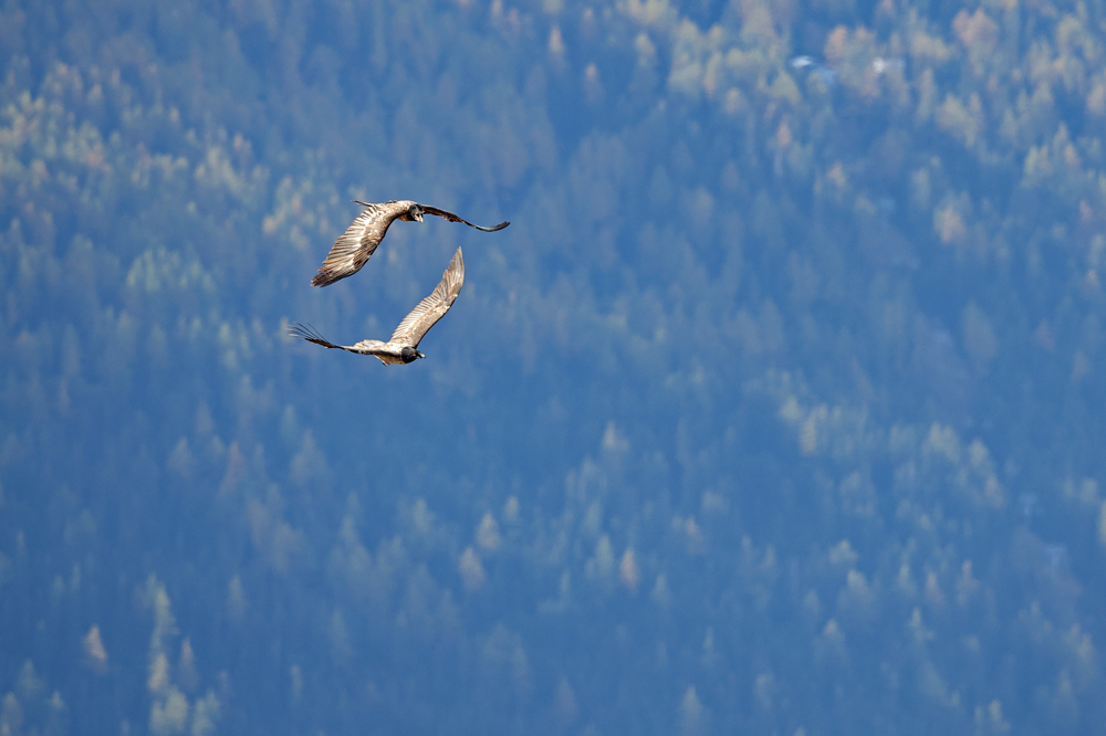 gypaete0911-web.jpg