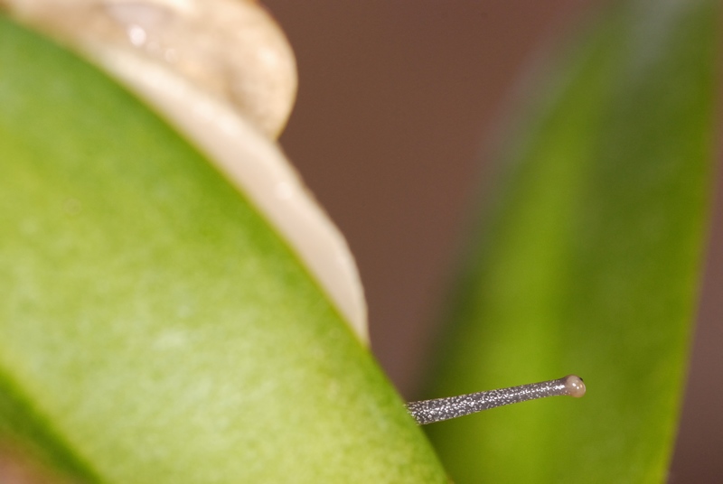 escargot0009.jpg