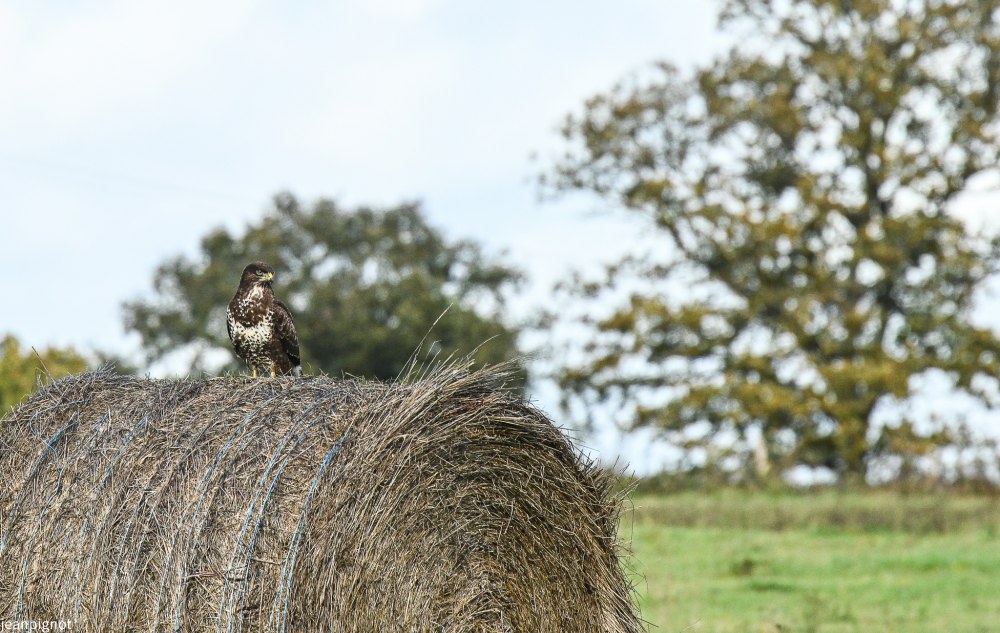 DSC_4664_2046.JPG