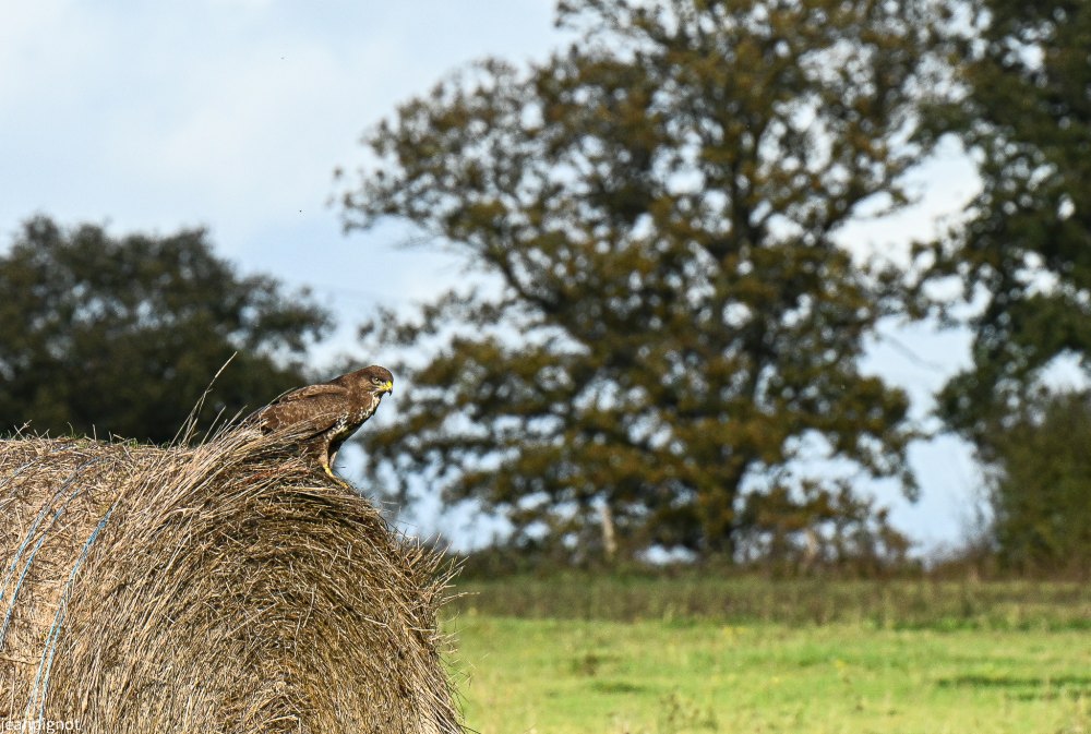 DSC_4684_2045.JPG