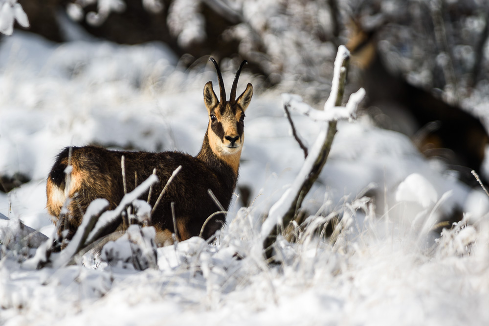 Chamois nov 2023-1.jpg