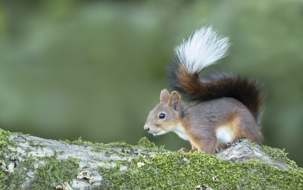 Ecureuil IM nature.jpg