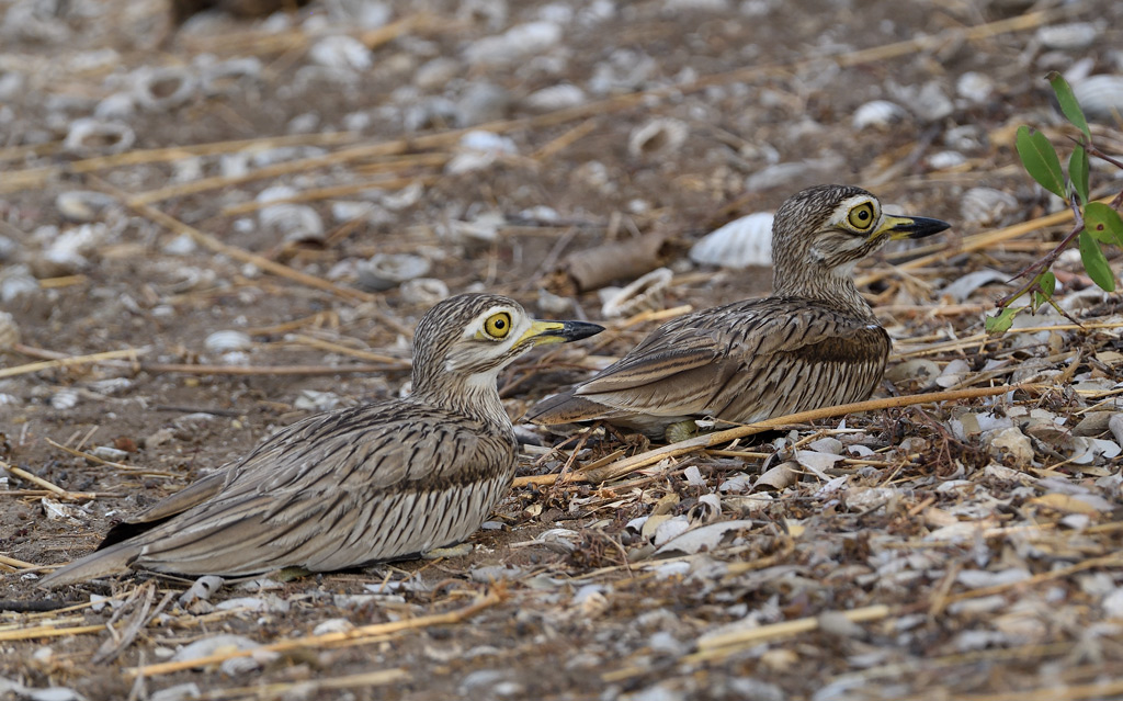 DS5_9185.jpg