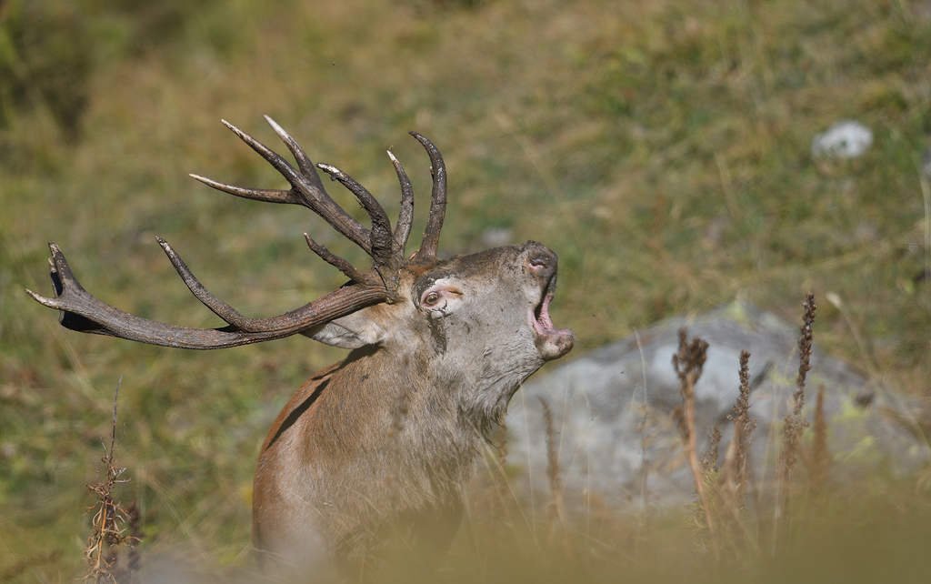 DS5_1304.jpg