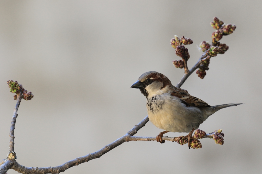 737A0548.JPG le moineau.JPG