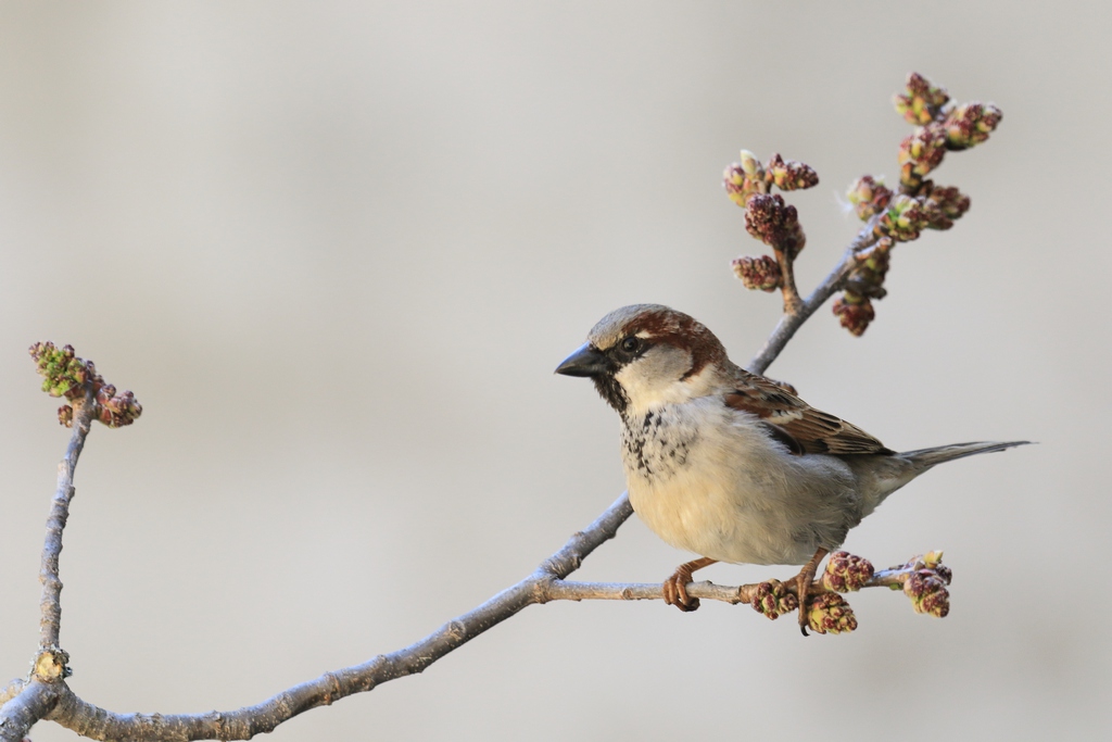 737A0548.JPG moineau 2.JPG