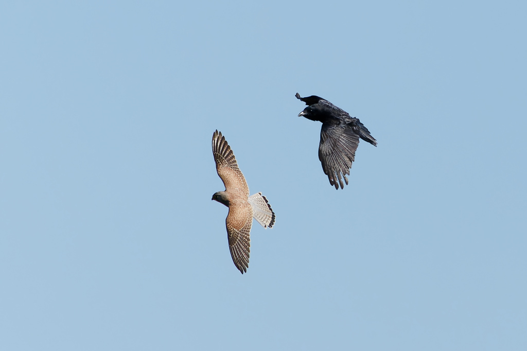 DSC_3820_DxO.jpg