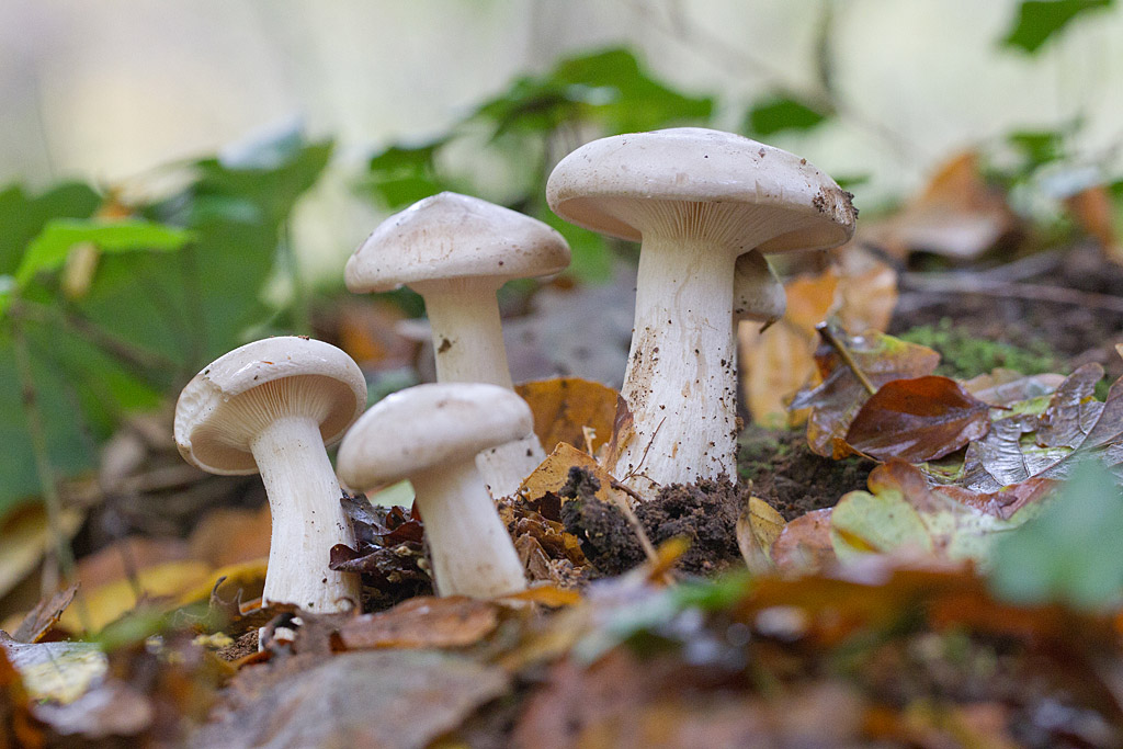 Clitocybe nébuleux- Clitocybe nebularis.jpg