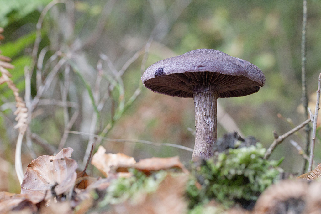 Cortinaire violet - Cortinarius violaceus.jpg