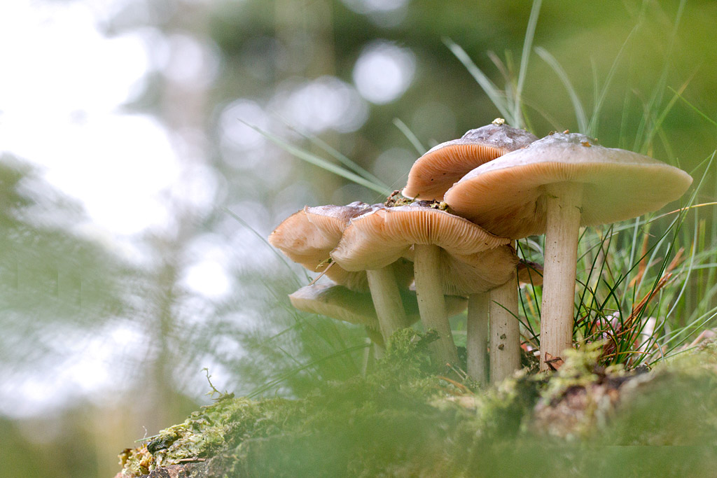 Plutée couleur de cerf -  Pluteus cervinus.jpg
