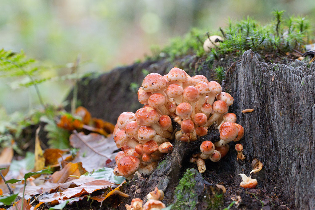 Hypholome couleur de brique - Hypholoma sublateritium.jpg