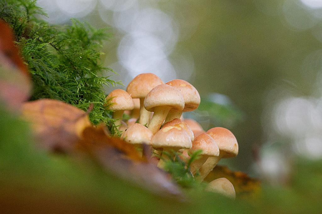 Hypholome en touffe  - hyploma fasciculare.jpg