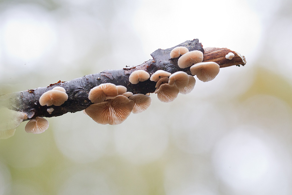 Crépidote variable - Crepidotus variabilis.jpg