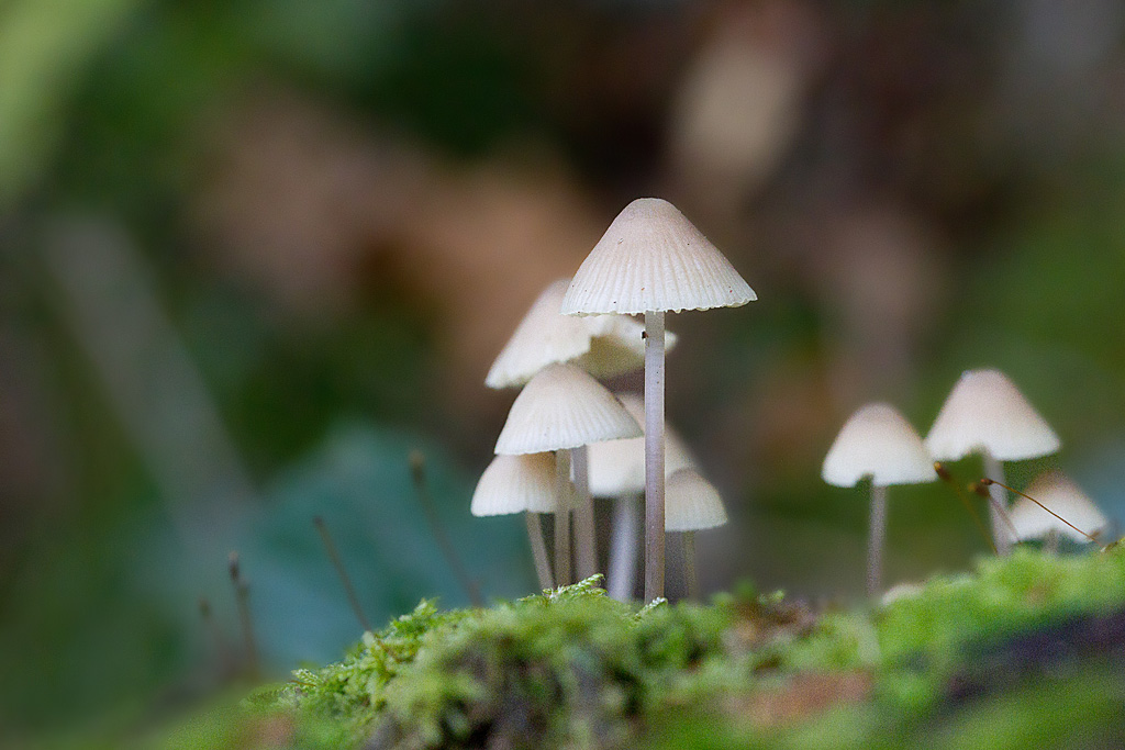 Mycena galericulata - mycène en casque.jpg