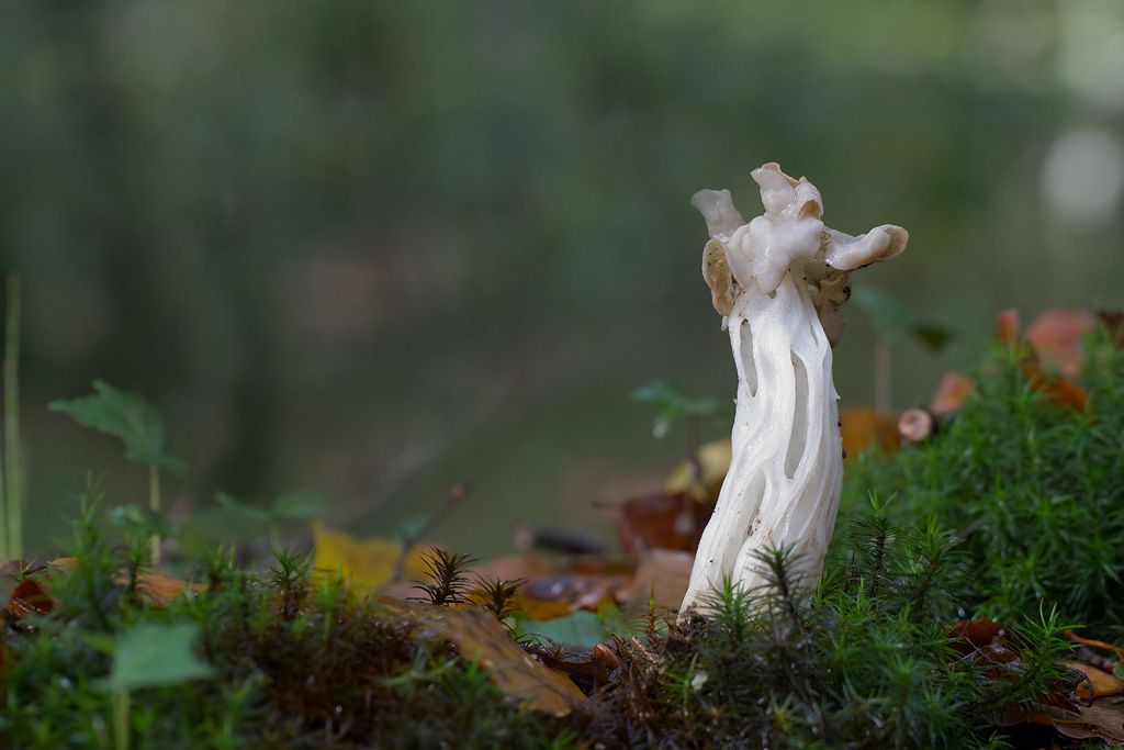 Helvelle crépue - Helvella crispa.jpg