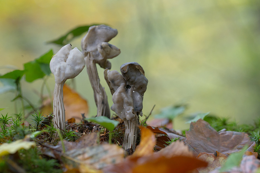 Hevella sulcata.jpg