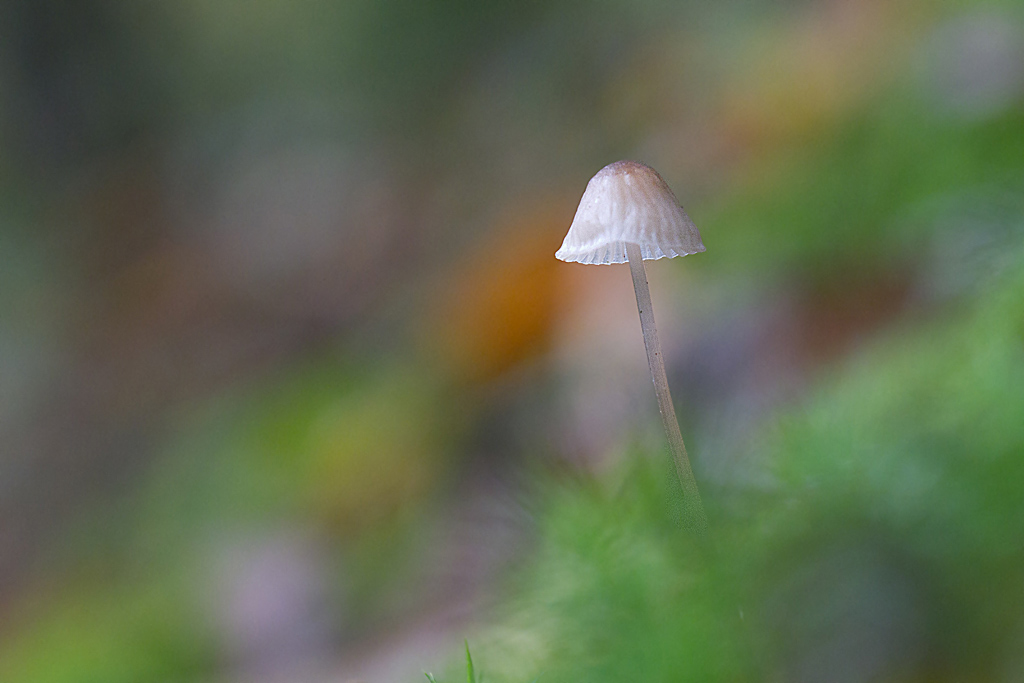 Mycena erubescens - Mycène amère.jpg