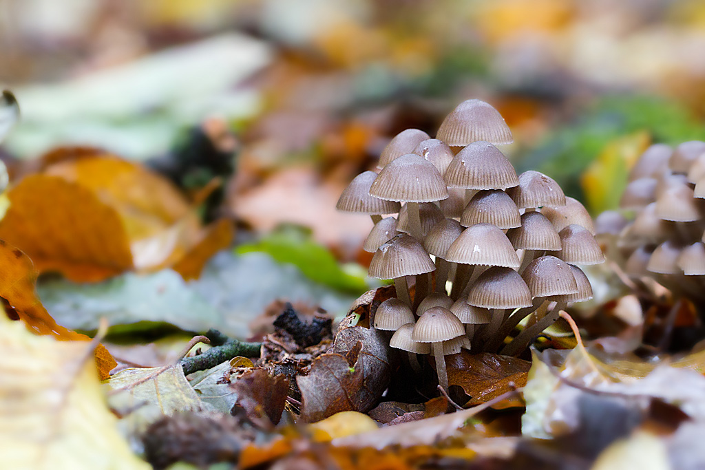 Mycena inclinata - mycène inclinée.jpg