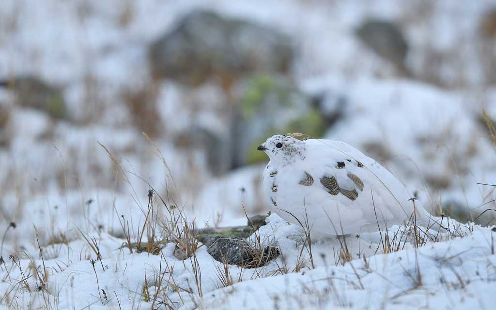 DS5_1704.jpg