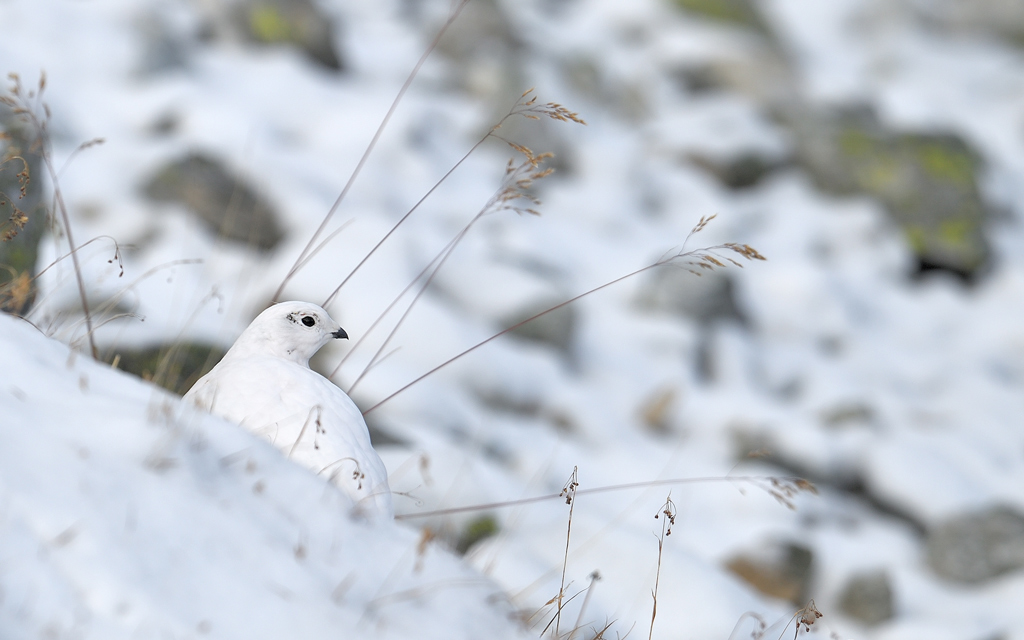 DS5_1755.jpg