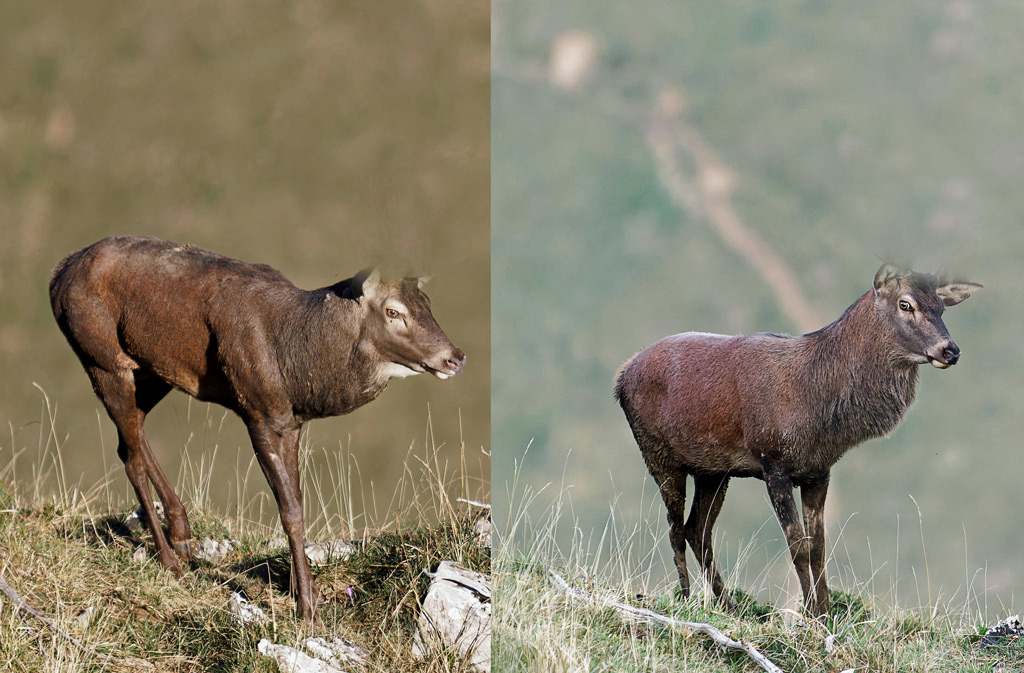 cerf(duo).jpg