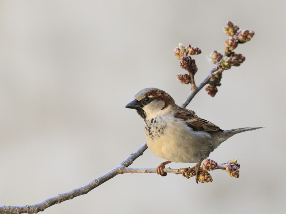 737A0548.JPG moineau 2.jpg